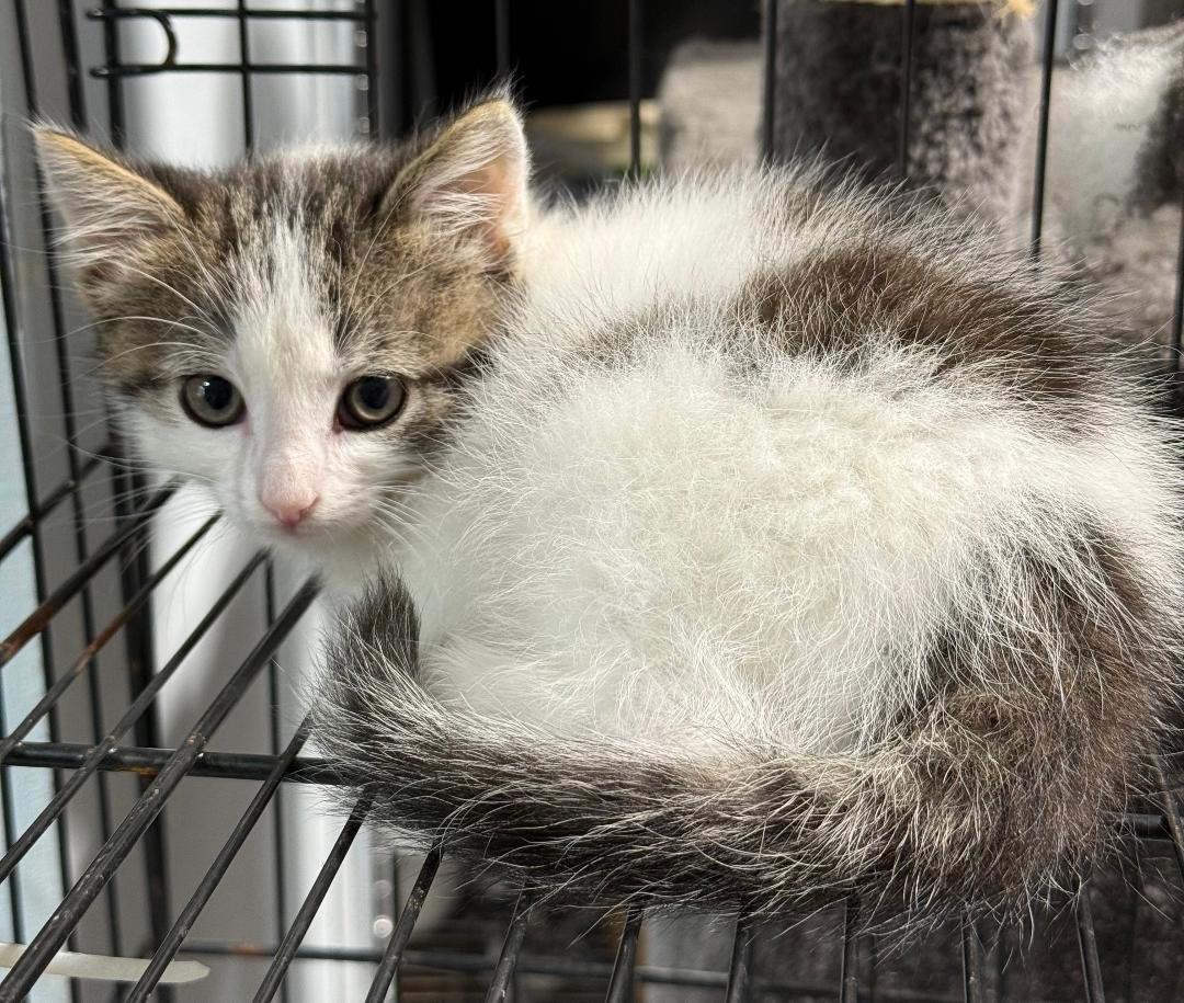 PETE, Young Male Domestic Short Hair