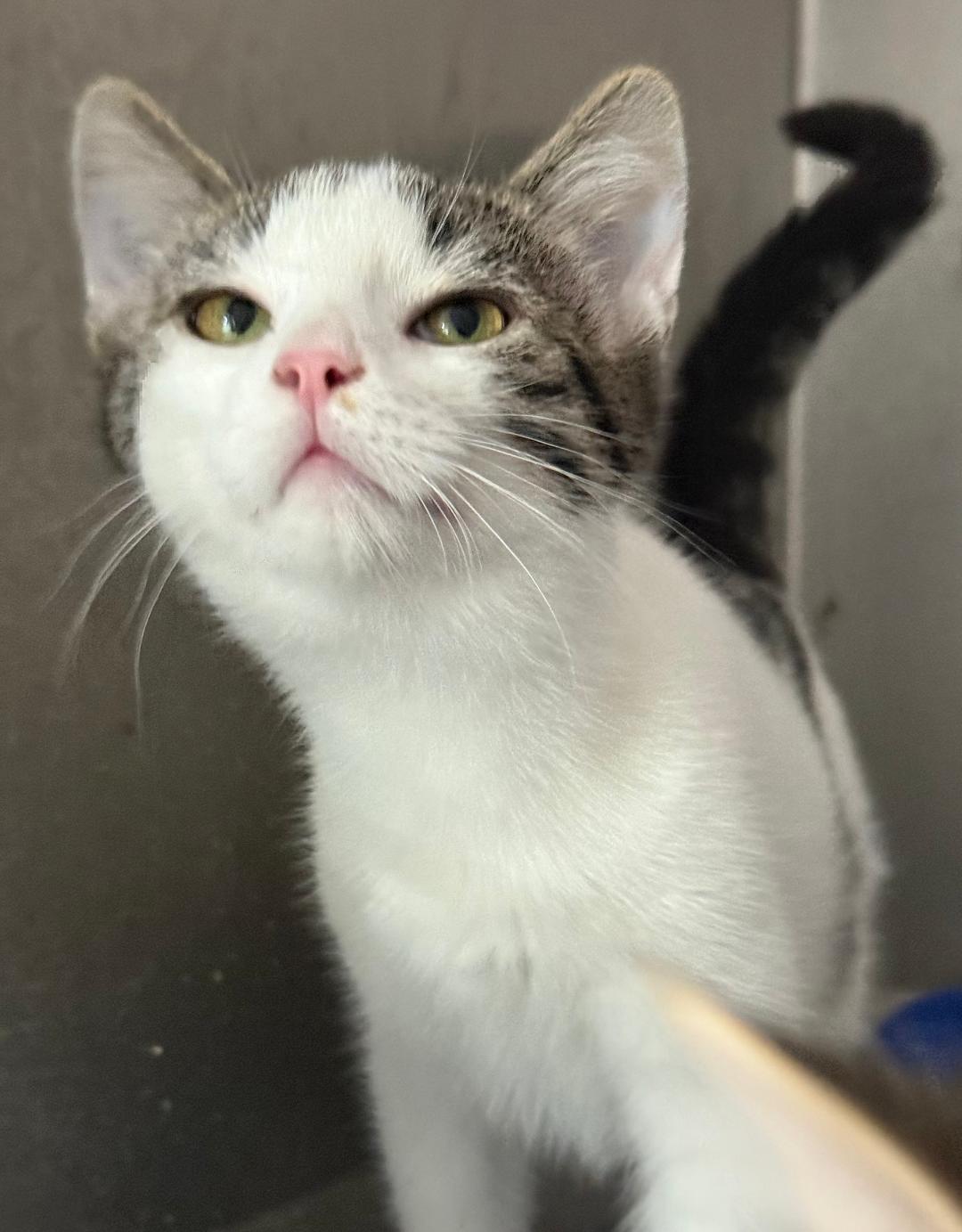 PETE, an adoptable Domestic Short Hair in Gresham, WI, 54128 | Photo Image 1