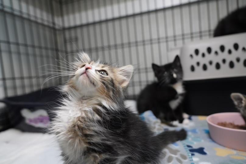 Birdie, Adopted, Kitten Female Domestic Short Hair.