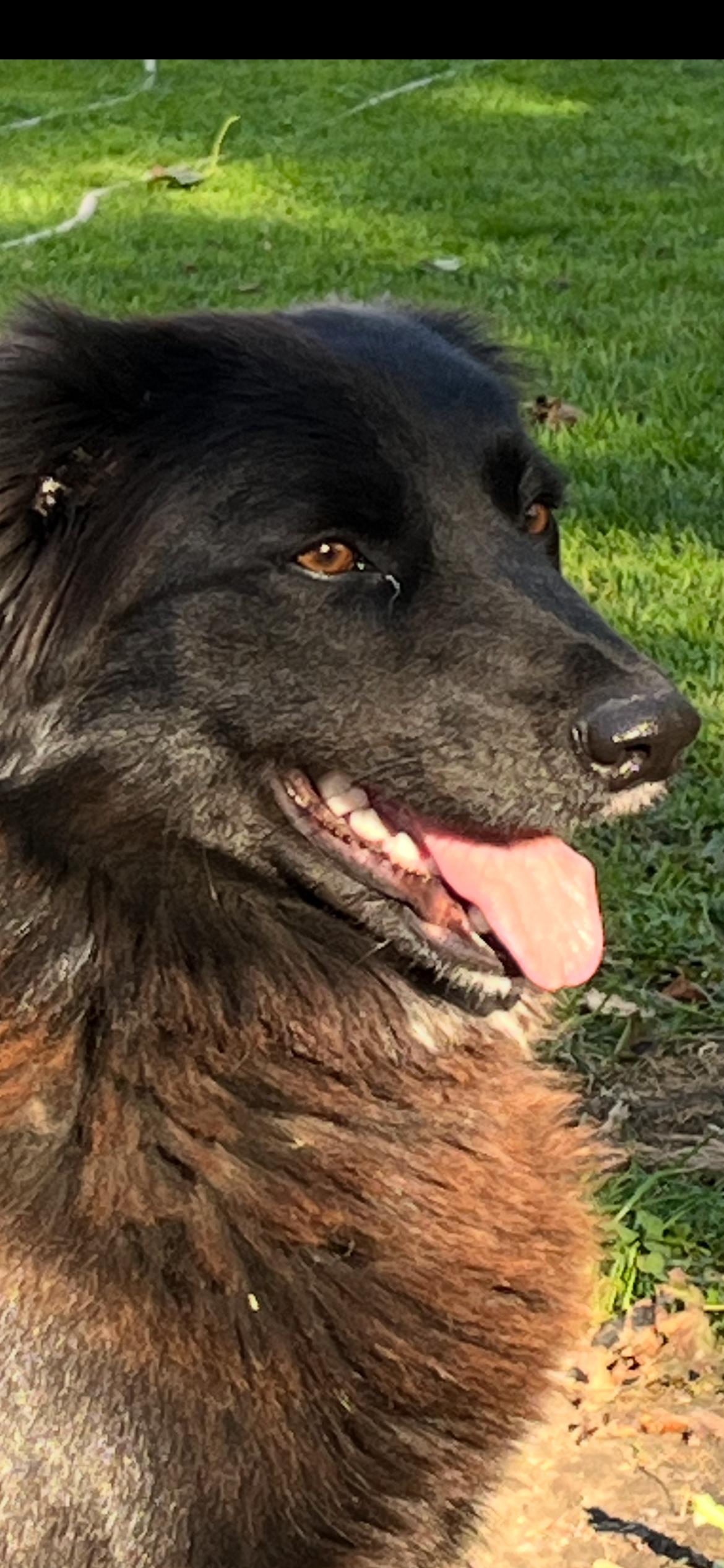 Beth and her babies (after Jan 2nd), an adoptable Pomsky in Richmond Hill, ON, L4E 2M8 | Photo Image 2