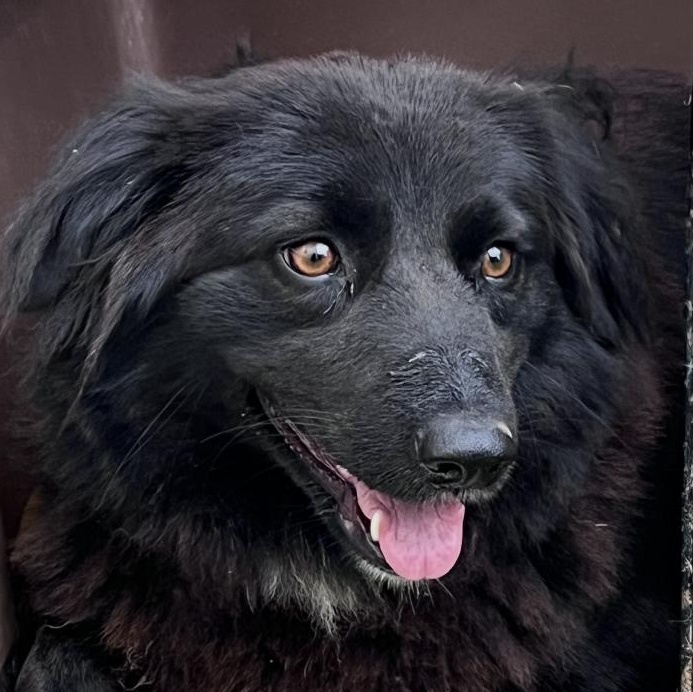 Beth and her babies (after Jan 2nd), a Adoptable mixed breed in Richmond Hill, ON image 1/2