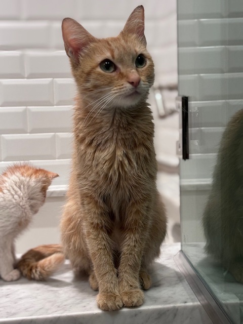 Enlarge Saffron, a Adopted Domestic Short Hair in Pacific Palisades, CA image 3/6