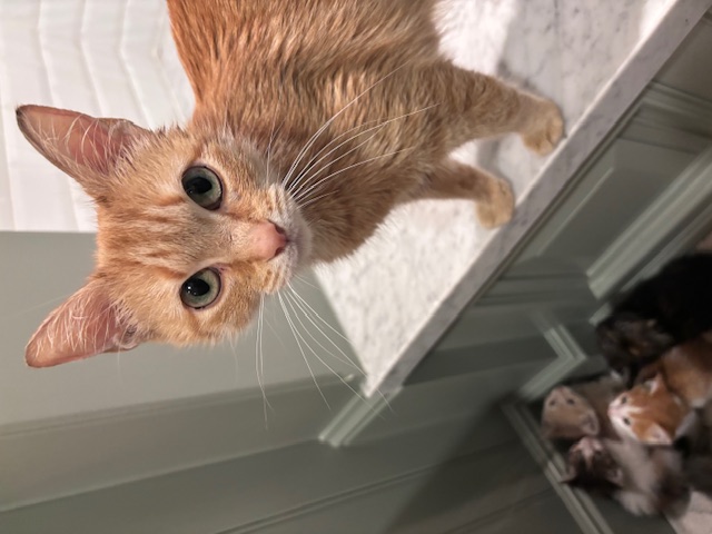 Enlarge Saffron, a Adopted Domestic Short Hair in Pacific Palisades, CA image 5/6