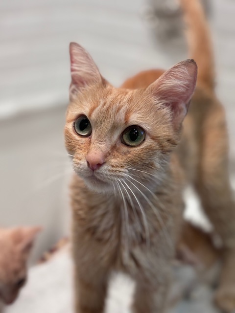Enlarge Saffron, a Adopted Domestic Short Hair in Pacific Palisades, CA image 2/6