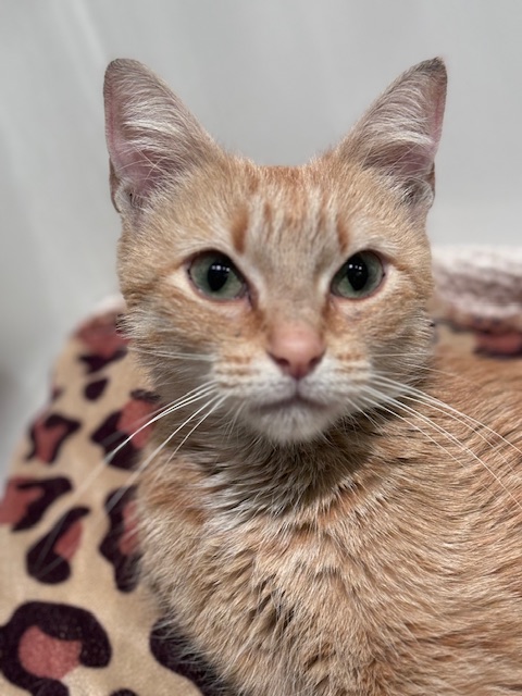 Enlarge Saffron, a Adopted Domestic Short Hair in Pacific Palisades, CA image 1/6