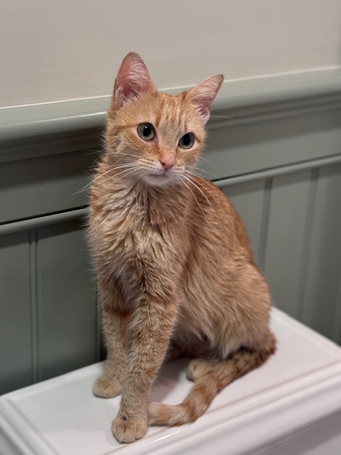 Enlarge Saffron, a Adopted Domestic Short Hair in Pacific Palisades, CA image 4/6