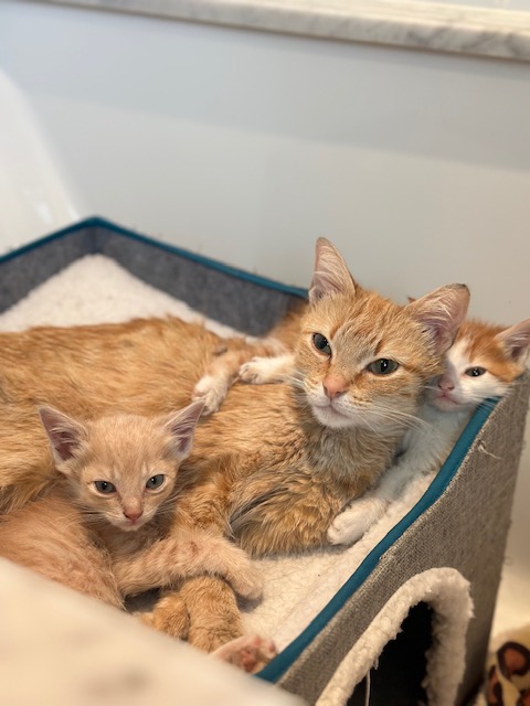 Enlarge Saffron, a Adopted Domestic Short Hair in Pacific Palisades, CA image 6/6