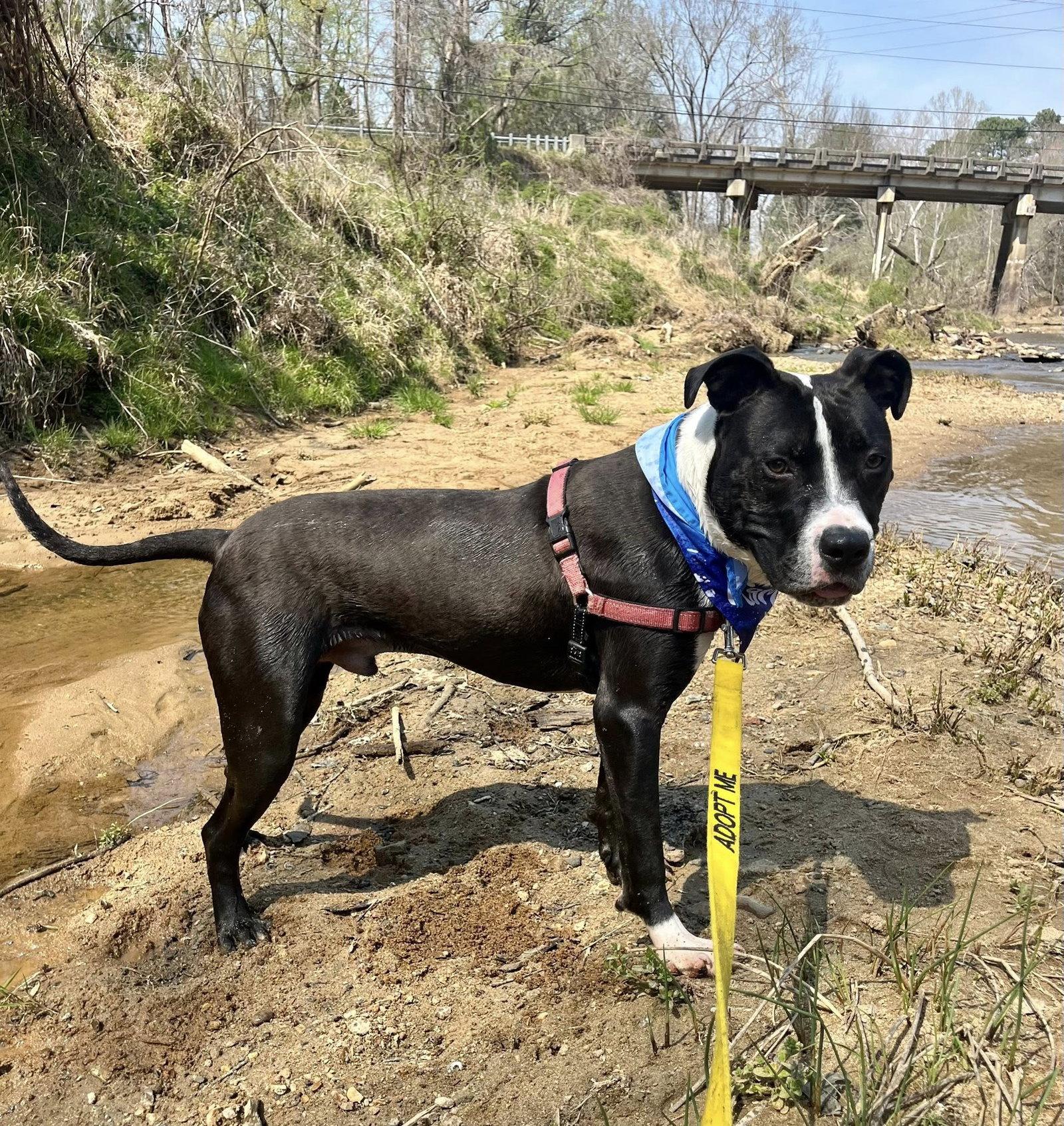 Foosball, Adoptable, Young Male Mixed Breed.