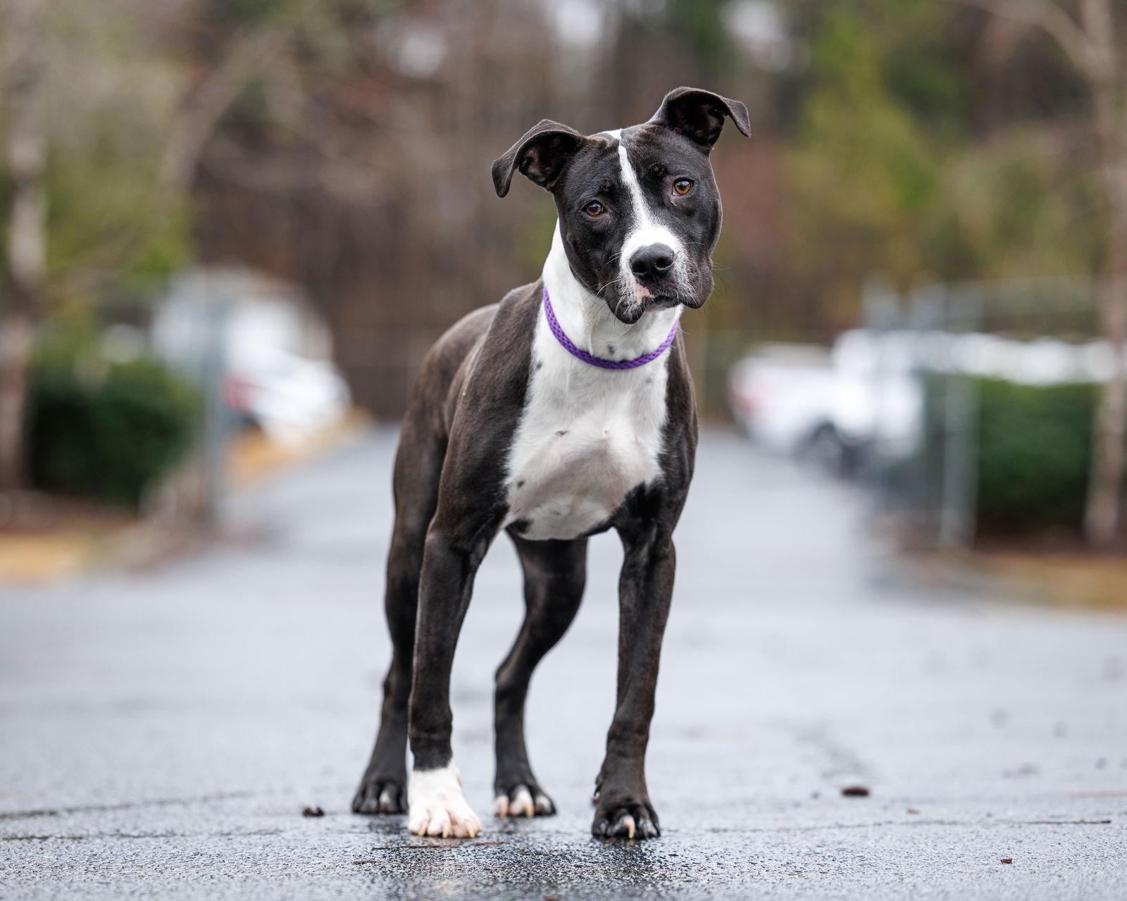 Enlarge Foosball, a Adoptable Mixed Breed in Durham, NC image 2/2
