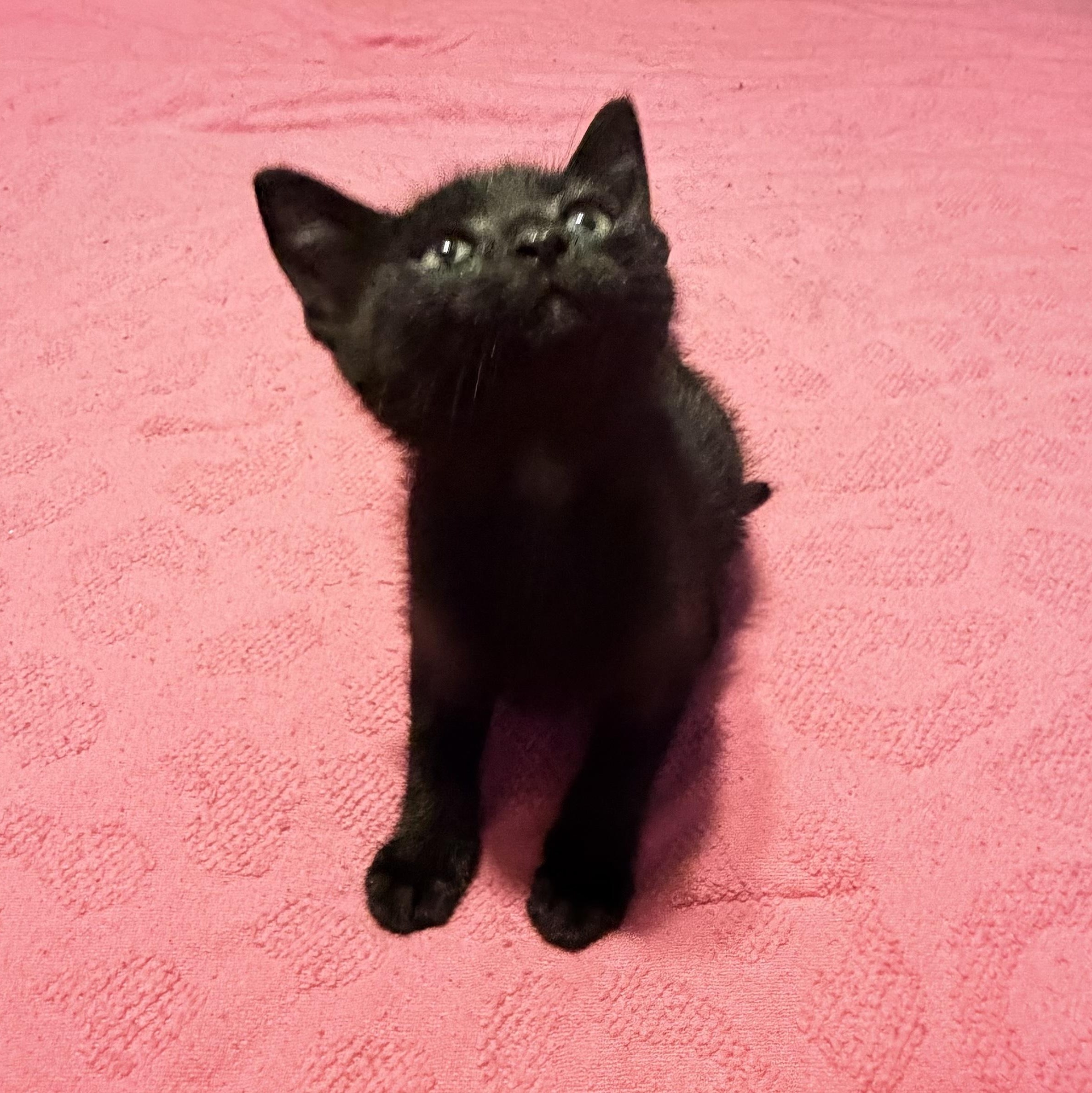 Enlarge Porter, a ADOPTABLE Domestic Short Hair in Boston, MA image 3/4