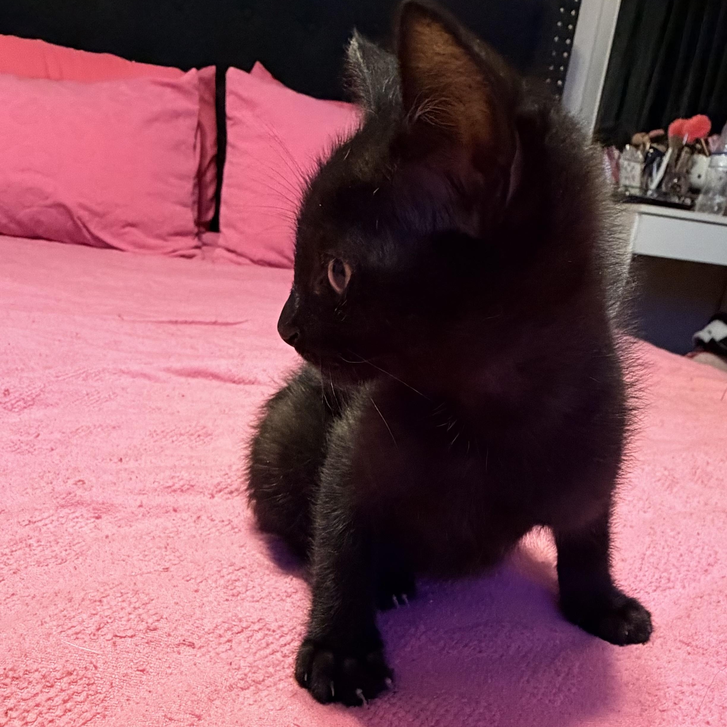 Enlarge Porter, a ADOPTABLE Domestic Short Hair in Boston, MA image 4/4