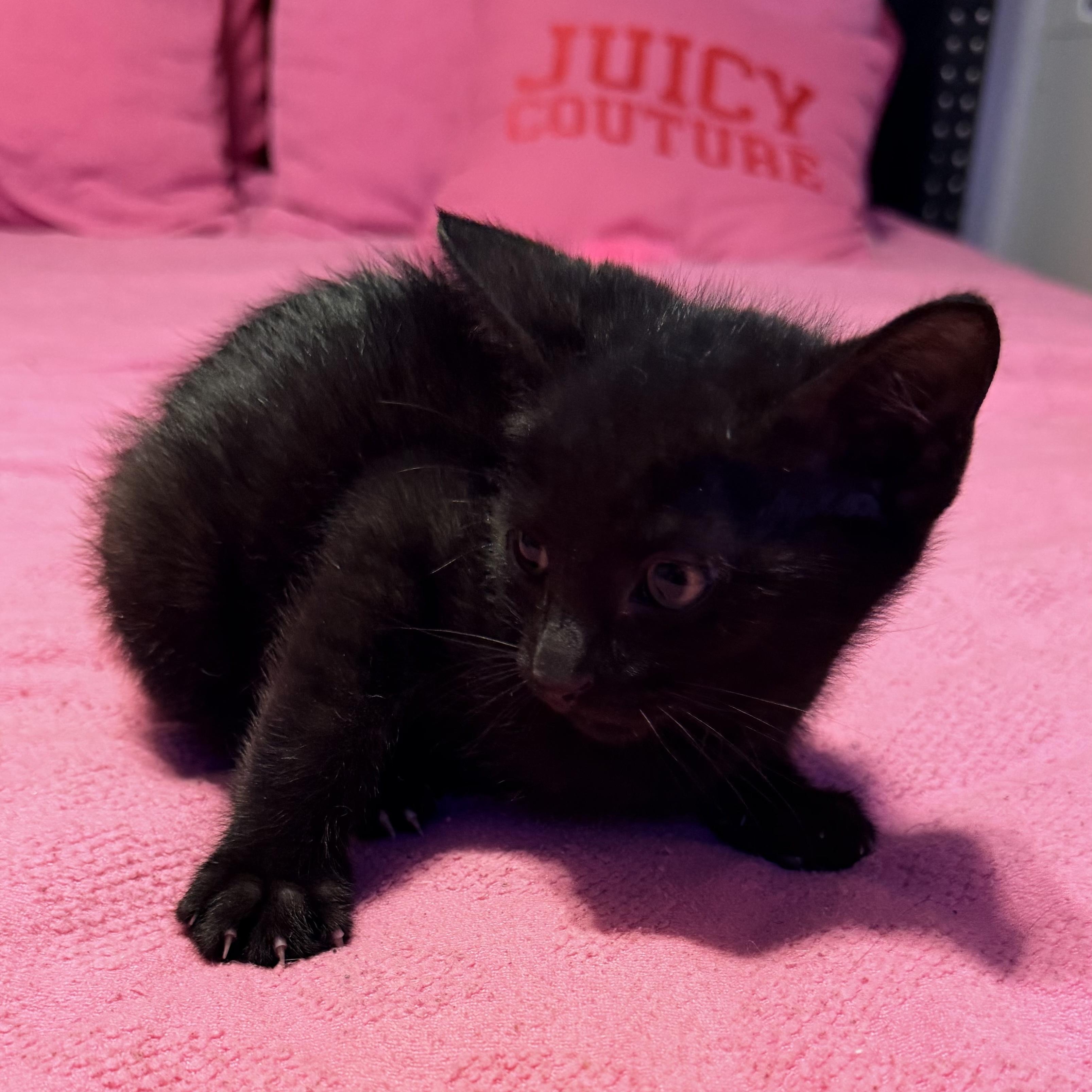 Enlarge Porter, a ADOPTABLE Domestic Short Hair in Boston, MA image 2/4