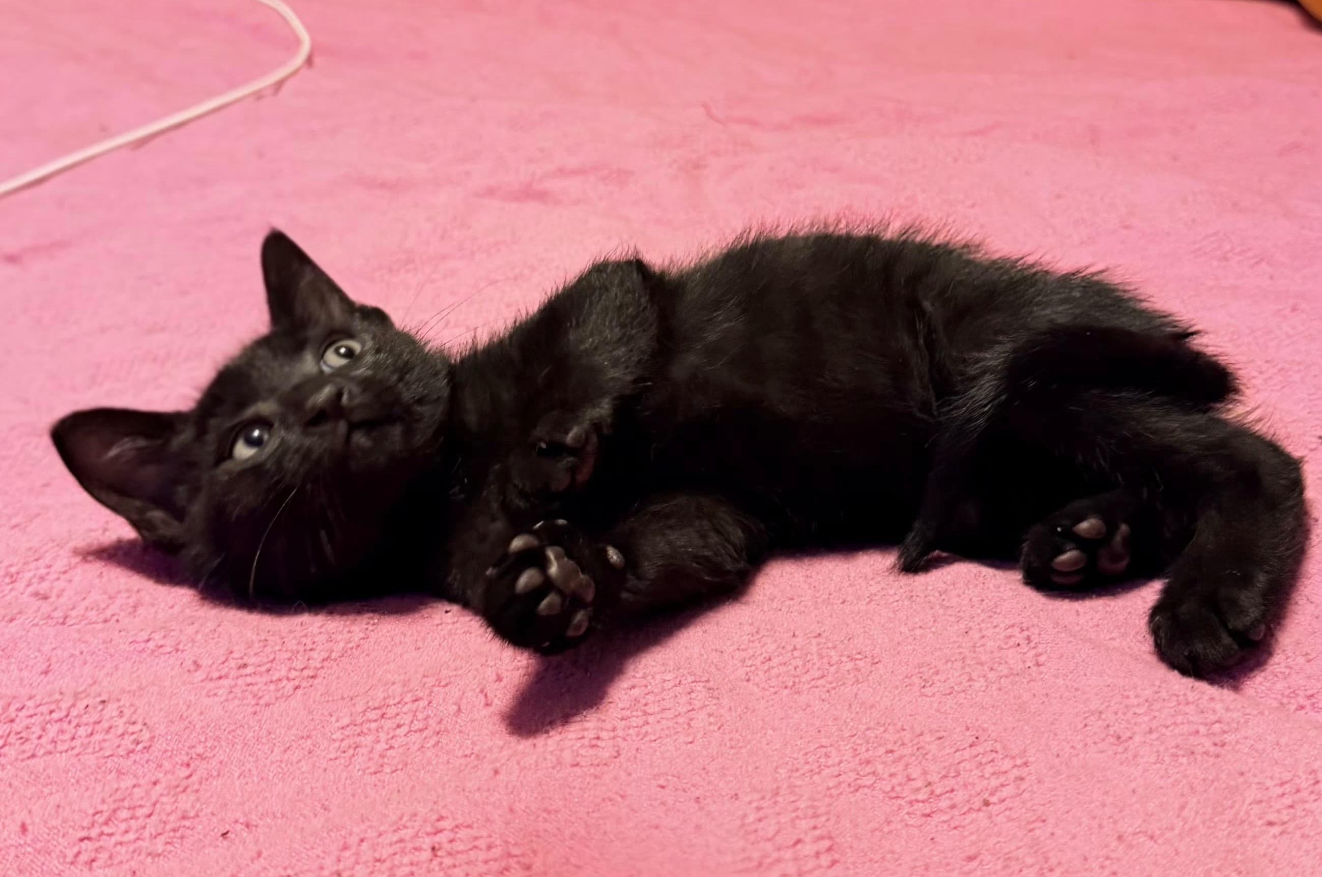 Enlarge Porter, a ADOPTABLE Domestic Short Hair in Boston, MA image 1/4