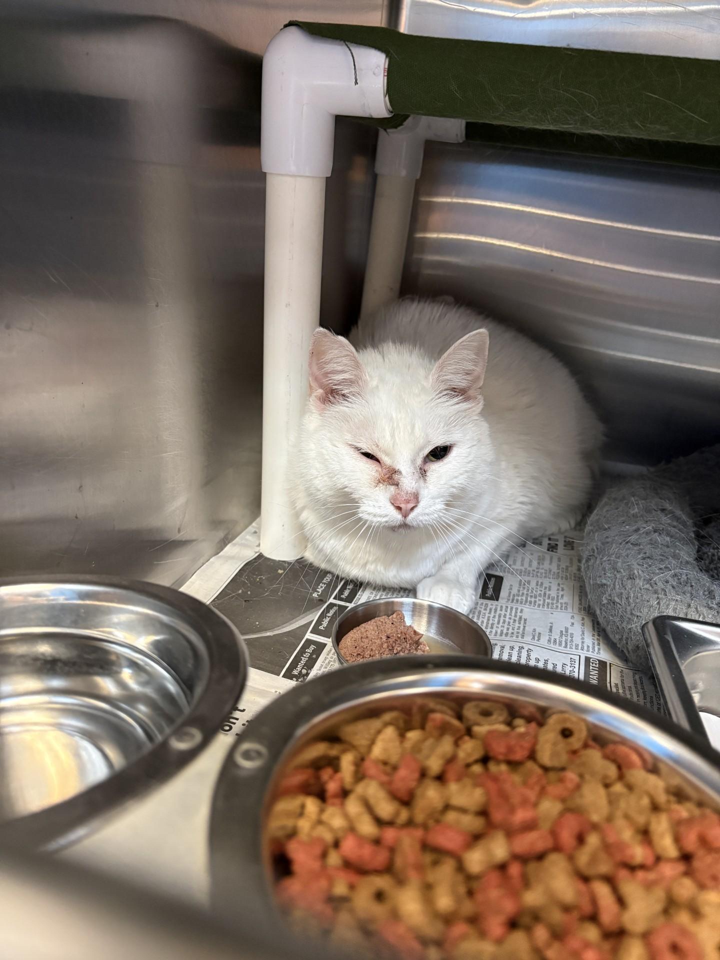 26-0558 "Pearl", Adoptable, Adult Female Domestic Short Hair.