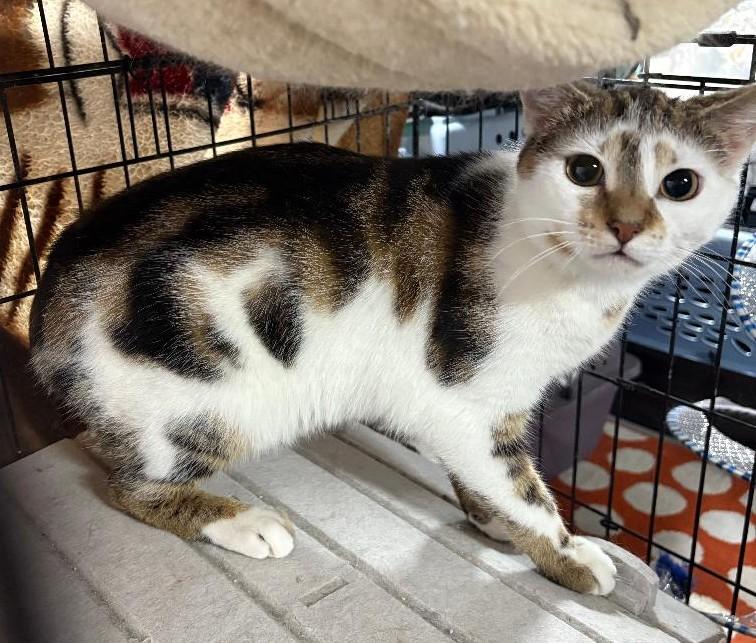 Jalapeno, ADOPTABLE, Adult Male Domestic Short Hair.