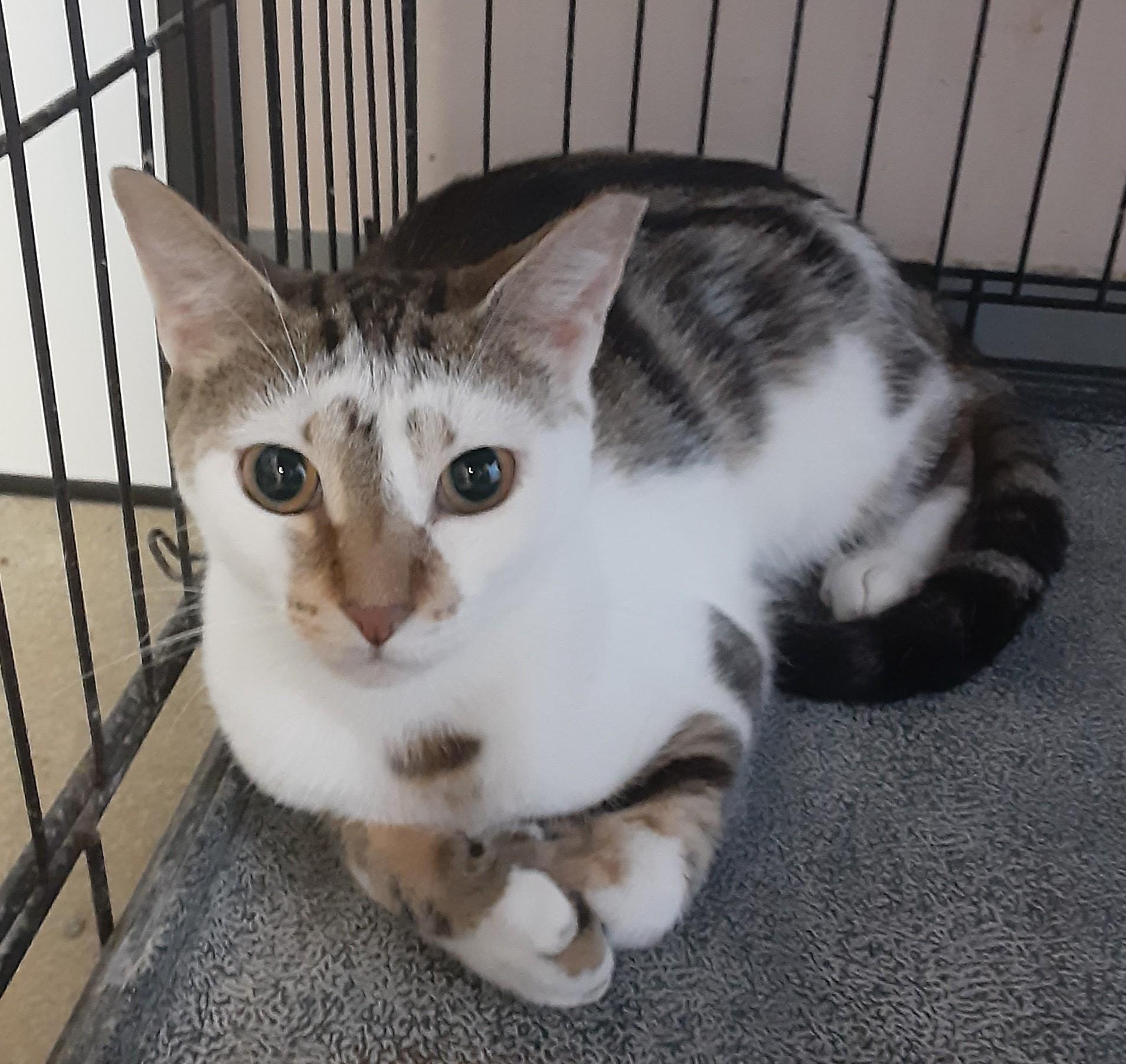 Jalapeno, ADOPTABLE, Adult Male Domestic Short Hair.