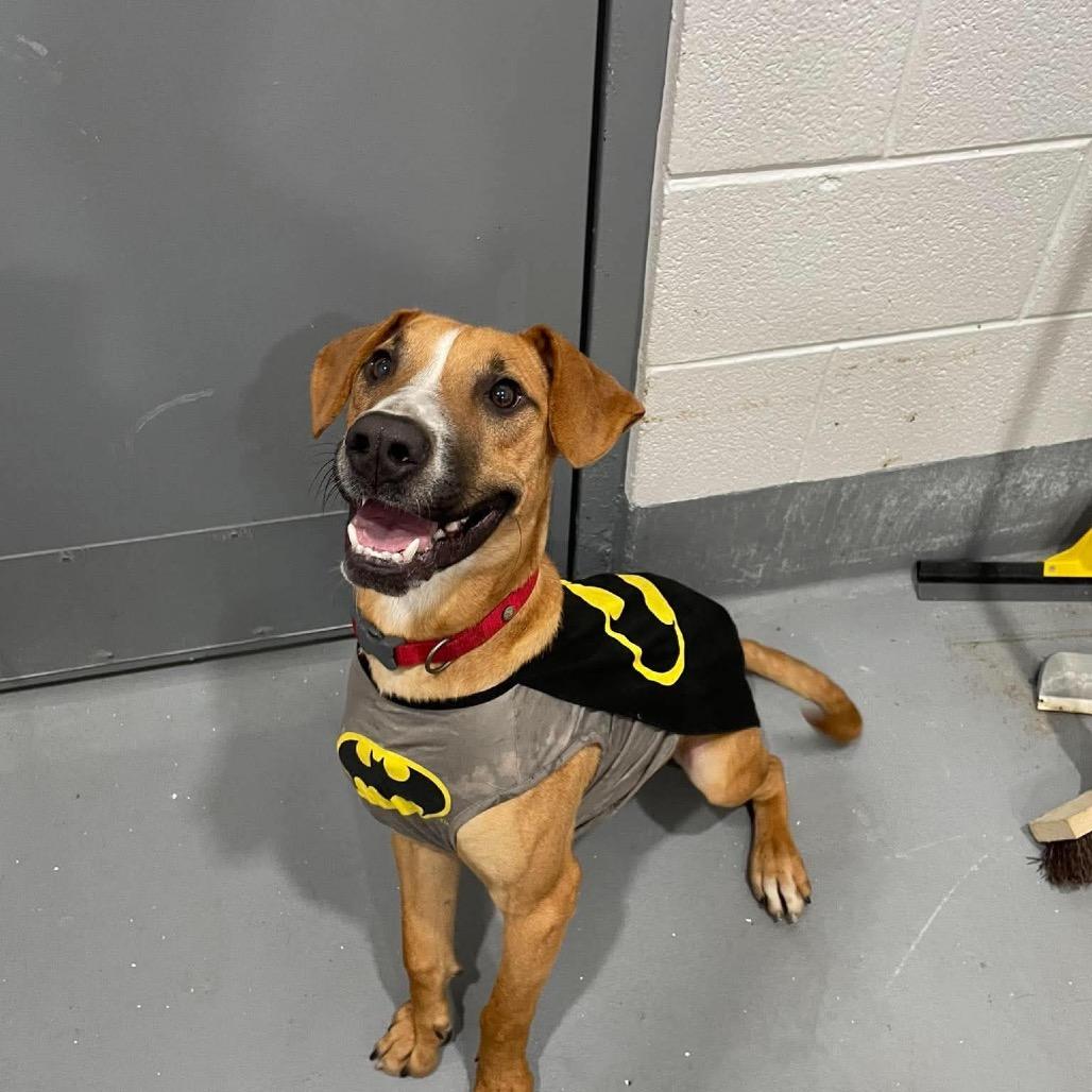 Banjo, Adoptable, Young Male Mixed Breed.