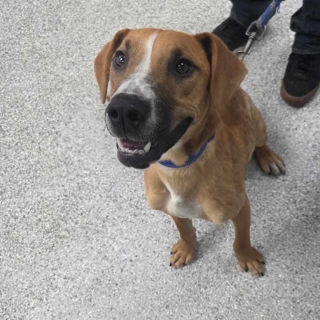 Enlarge Banjo, a Adoptable Mixed Breed in Beckley, WV image 2/3