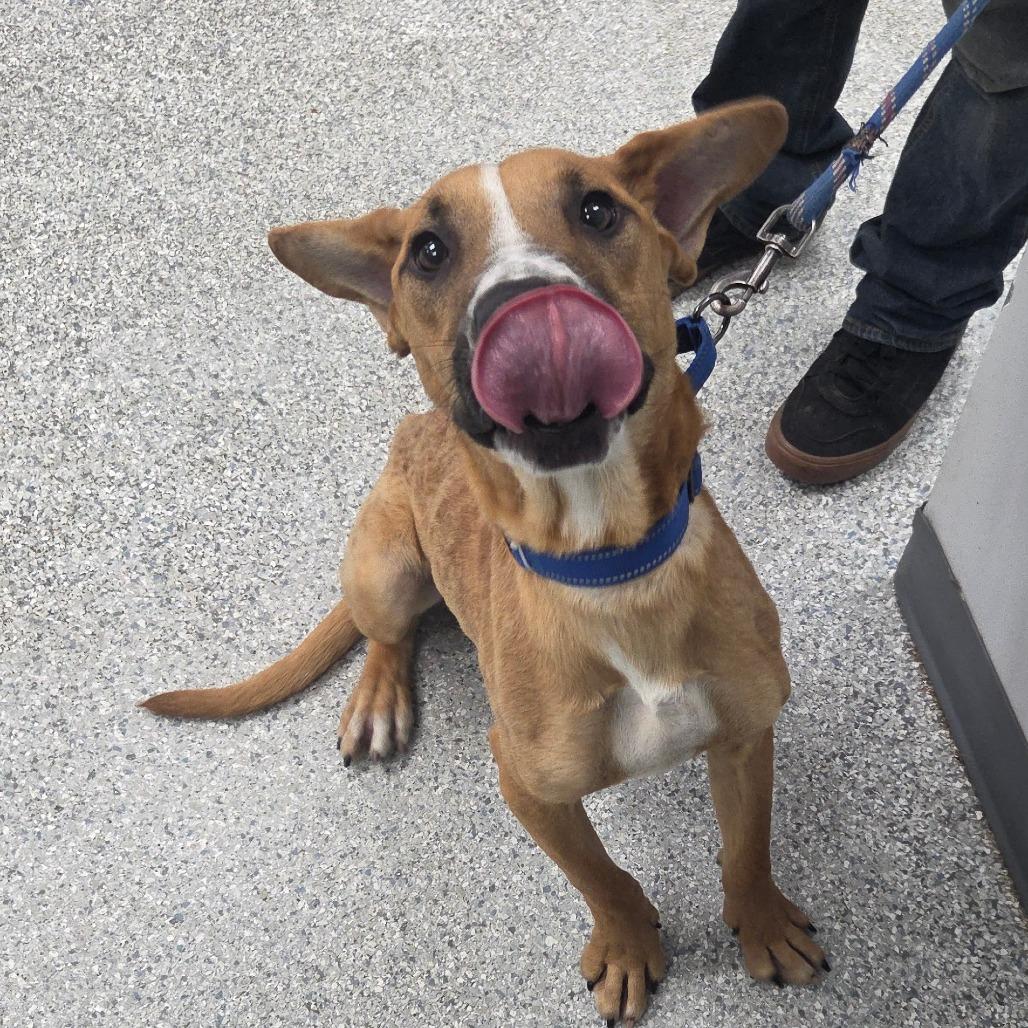 Enlarge Banjo, a Adoptable Mixed Breed in Beckley, WV image 3/3