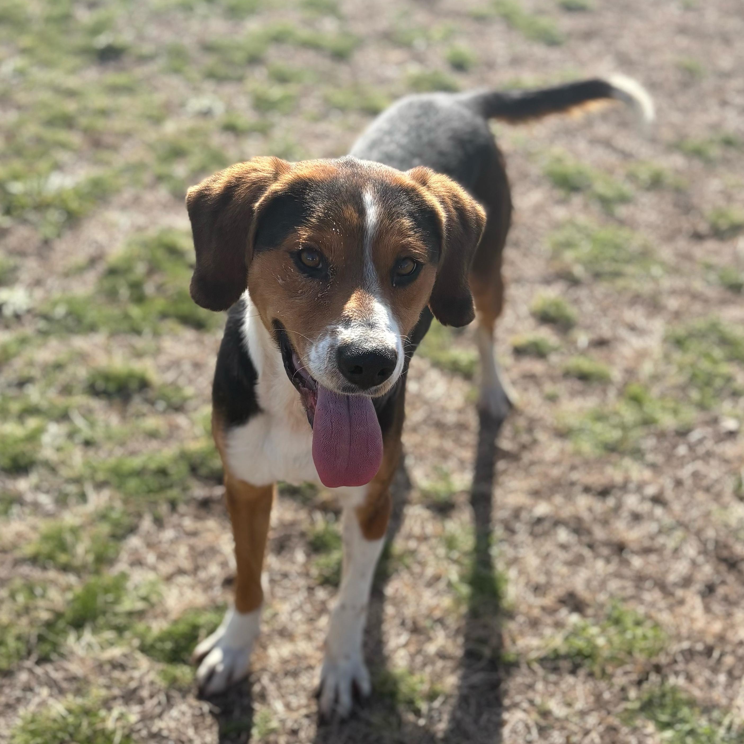 Hoss, a ADOPTABLE mixed breed in Valdosta, GA image 2/6