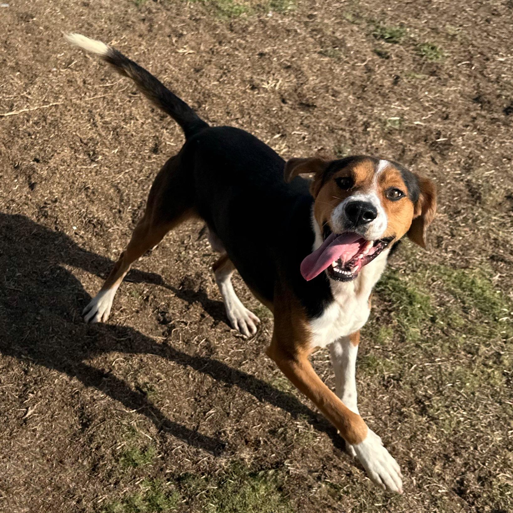 Hoss, ADOPTABLE, Young Male Beagle.