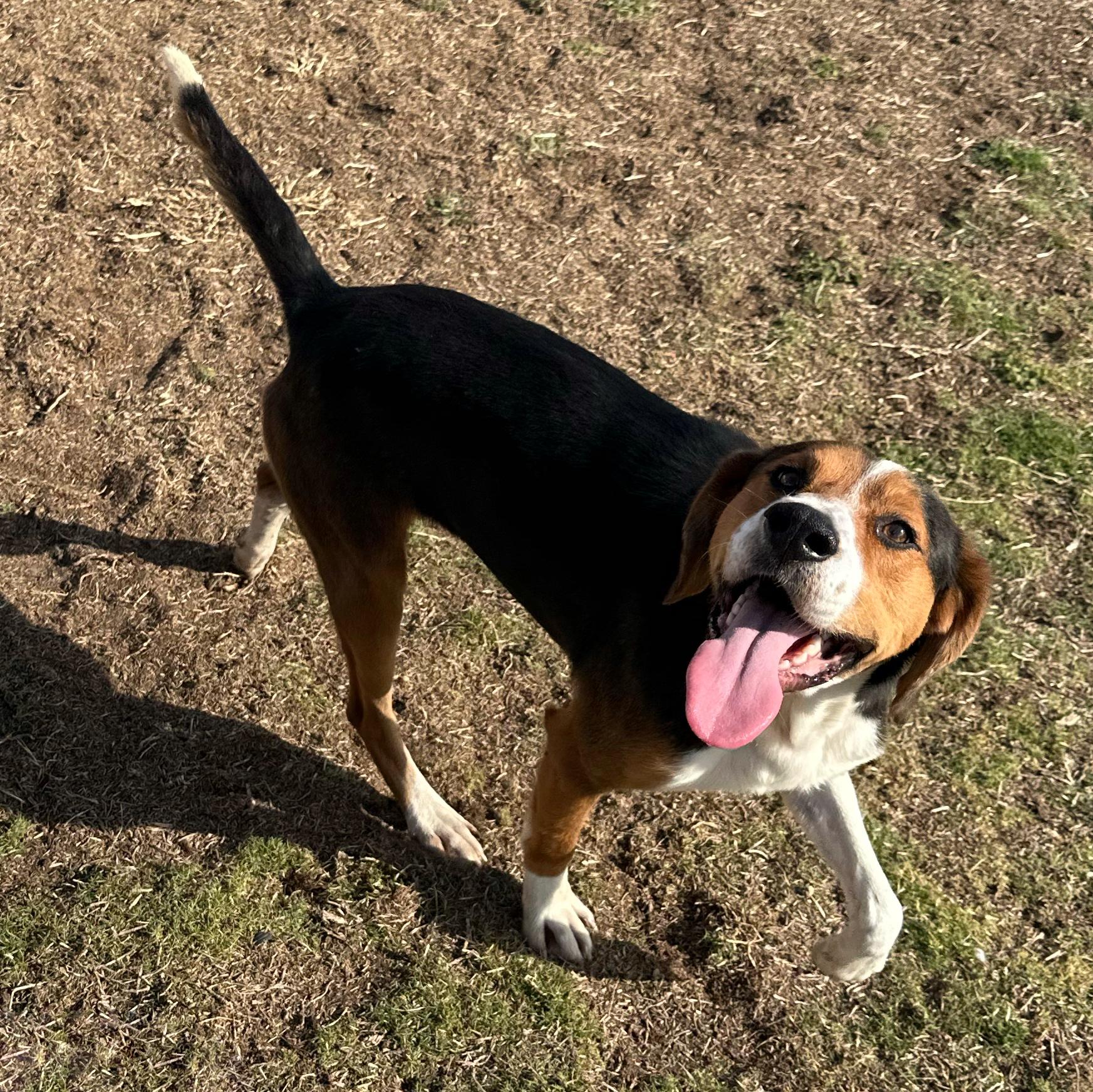 Hoss, a ADOPTABLE mixed breed in Valdosta, GA image 3/6