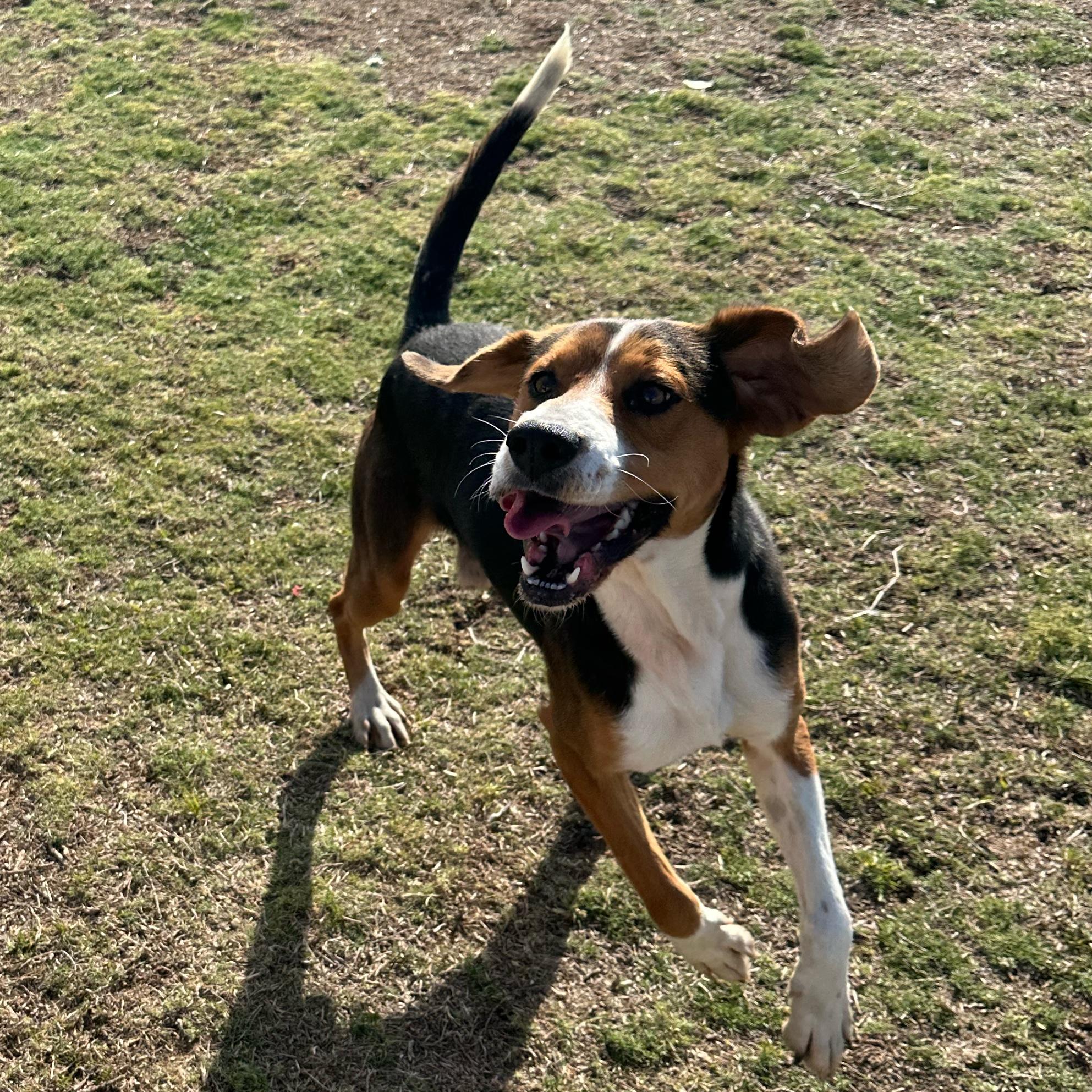 Hoss, a ADOPTABLE mixed breed in Valdosta, GA image 4/6
