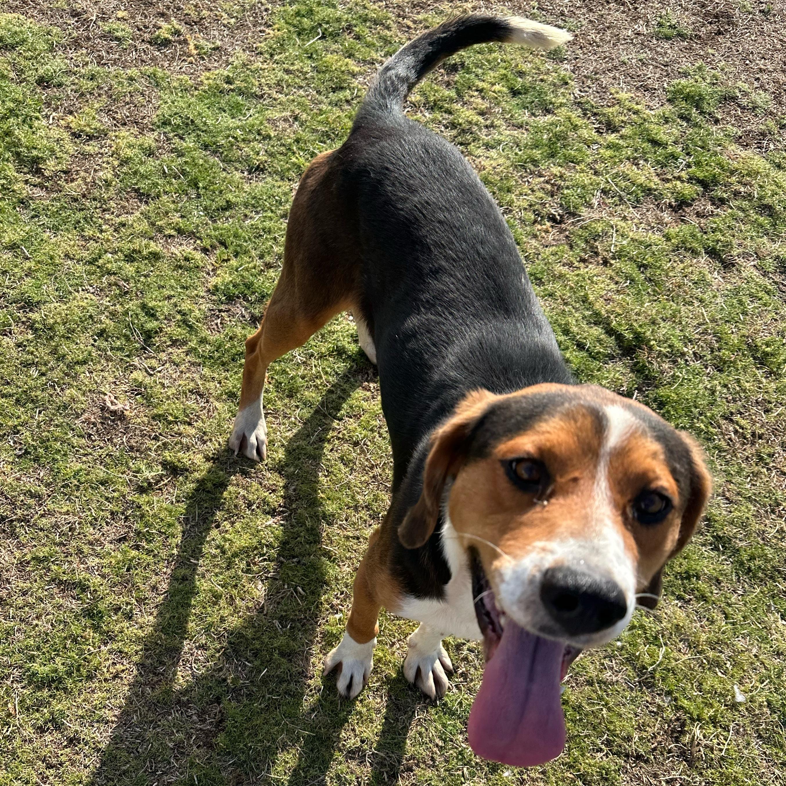 Hoss, a ADOPTABLE mixed breed in Valdosta, GA image 6/6