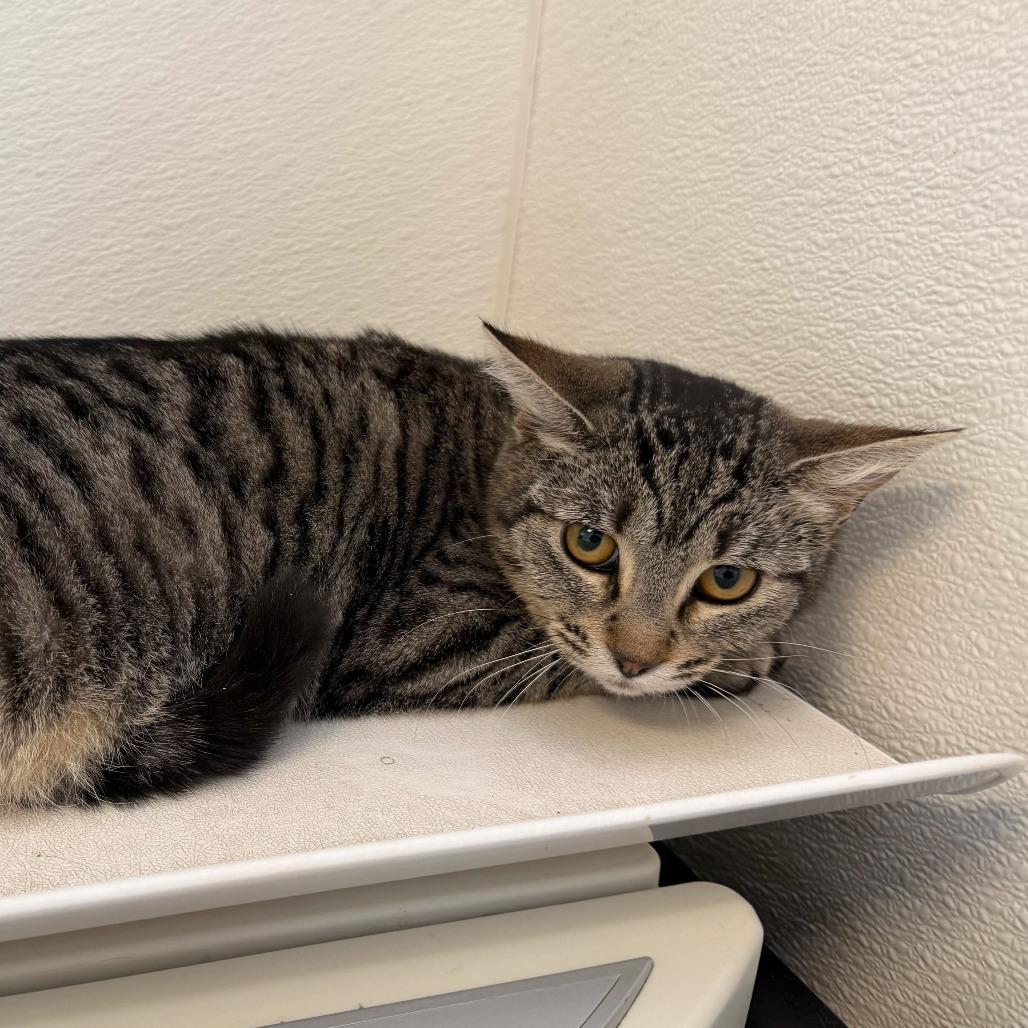 Sorrell, Adoptable, Young Female Domestic Short Hair.