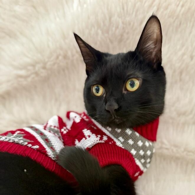 Peter, Adoptable, Young Male Domestic Short Hair.