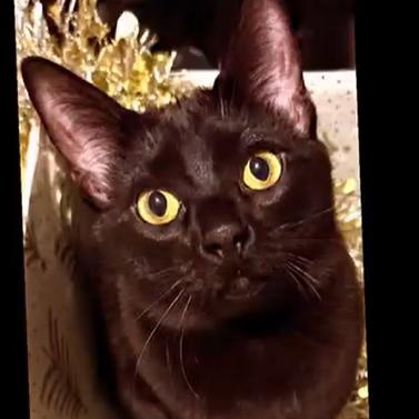 Enlarge Peter, a Adoptable Domestic Short Hair in Royal Oak, MI image 1/5