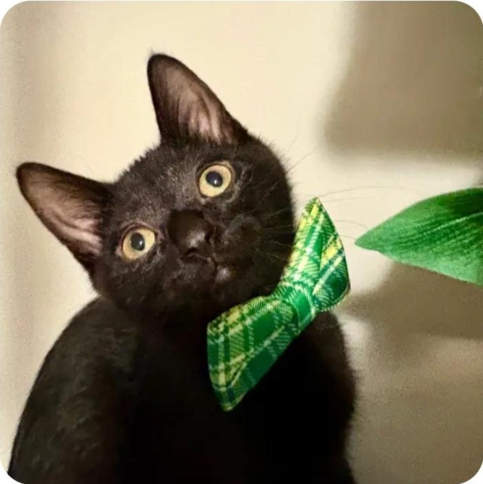 Enlarge Peter, a Adoptable Domestic Short Hair in Royal Oak, MI image 3/5