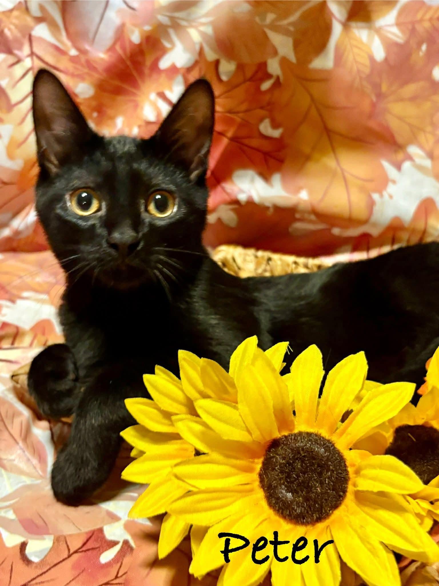Enlarge Peter, a Adoptable Domestic Short Hair in Royal Oak, MI image 2/5