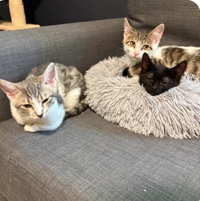 Enlarge Peter, a Adoptable Domestic Short Hair in Royal Oak, MI image 5/5