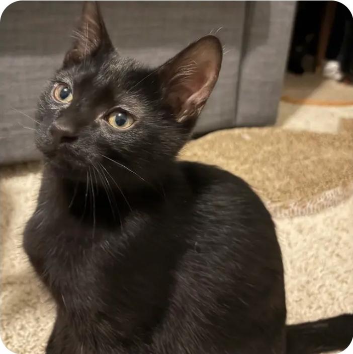 Enlarge Peter, a Adoptable Domestic Short Hair in Royal Oak, MI image 4/5