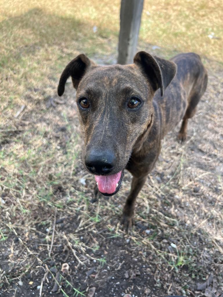 Unicorn, Adoptable, Young Female Greyhound & Whippet.