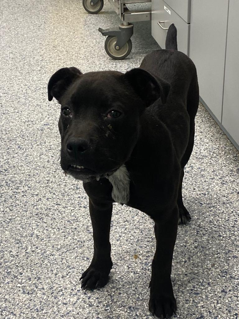 Enlarge Homer, a Adoptable mixed breed in Athens, TN image 1/2