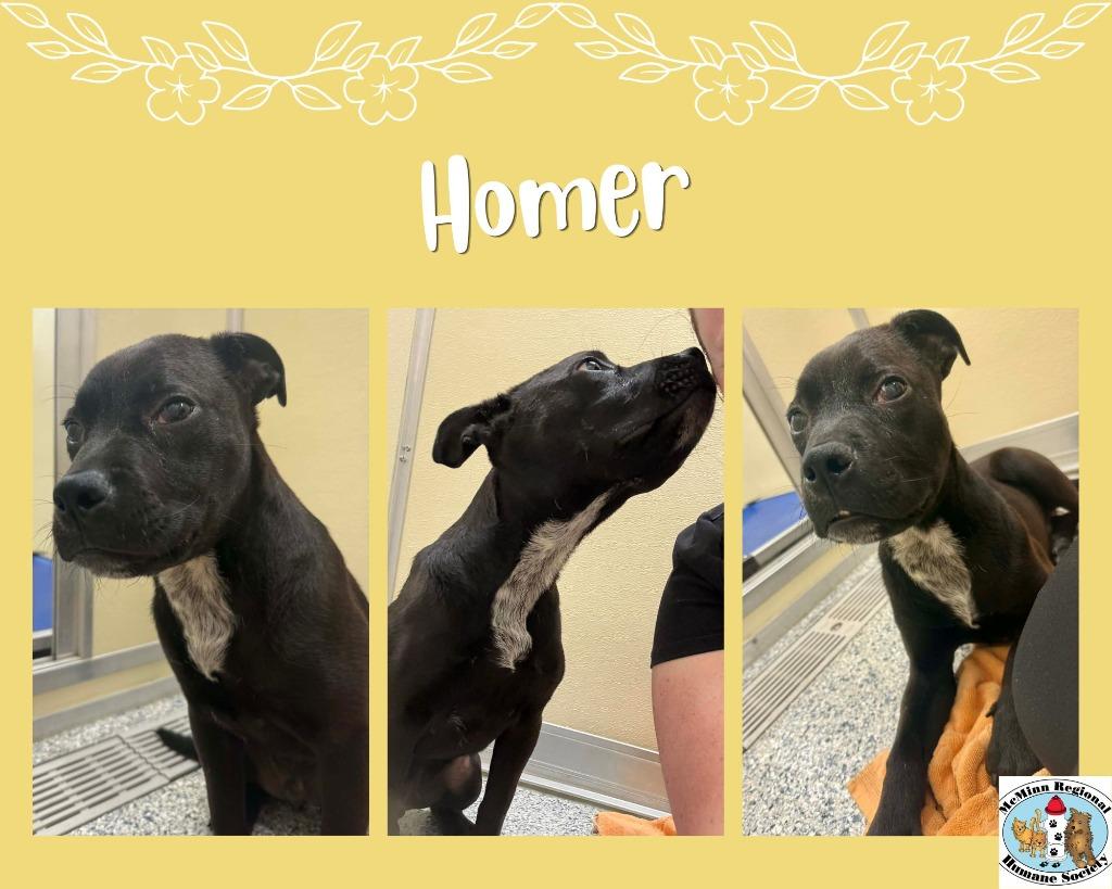 Enlarge Homer, a Adoptable mixed breed in Athens, TN image 2/2