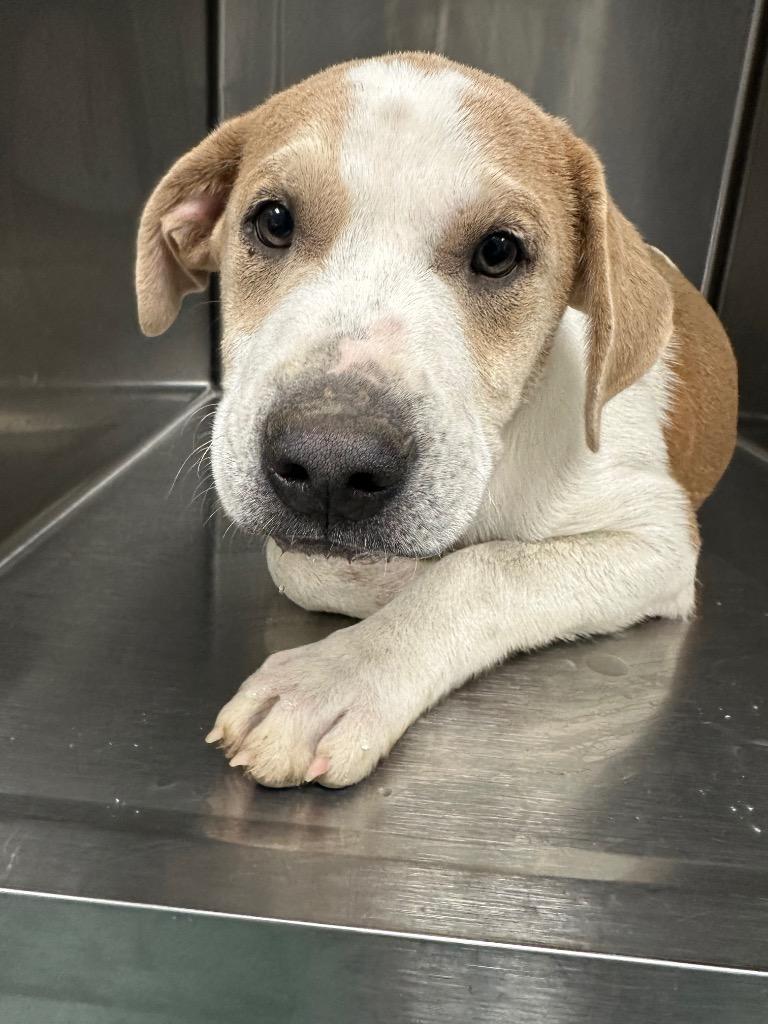 Enlarge Links, a Adoptable Mixed Breed in Jonesboro, AR image 1/2