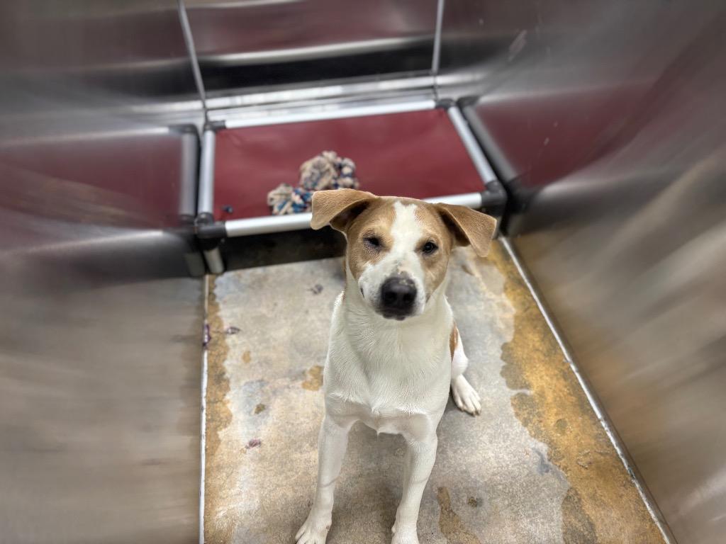 Enlarge Links, a Adoptable Mixed Breed in Jonesboro, AR image 2/2