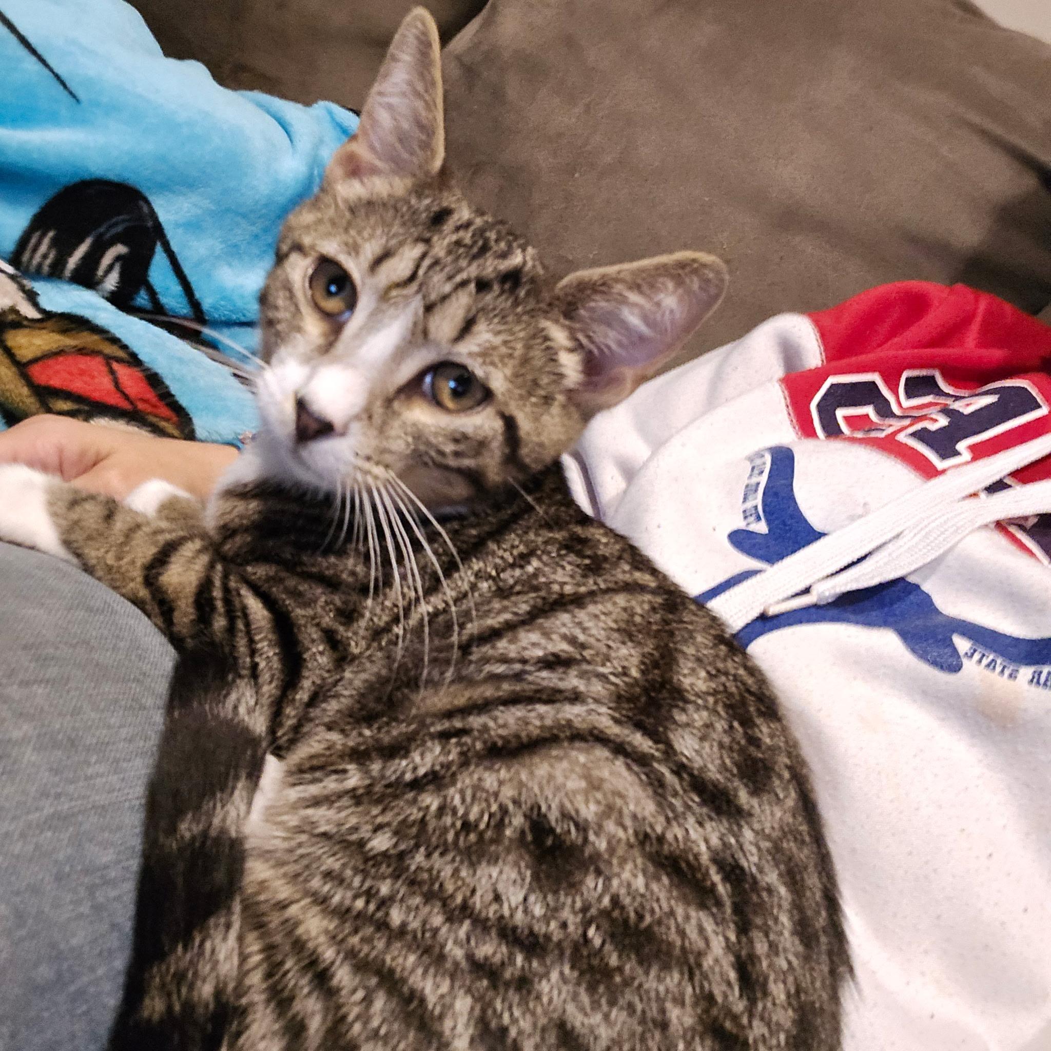 MATEO, Adoptable, Kitten Male Tabby.