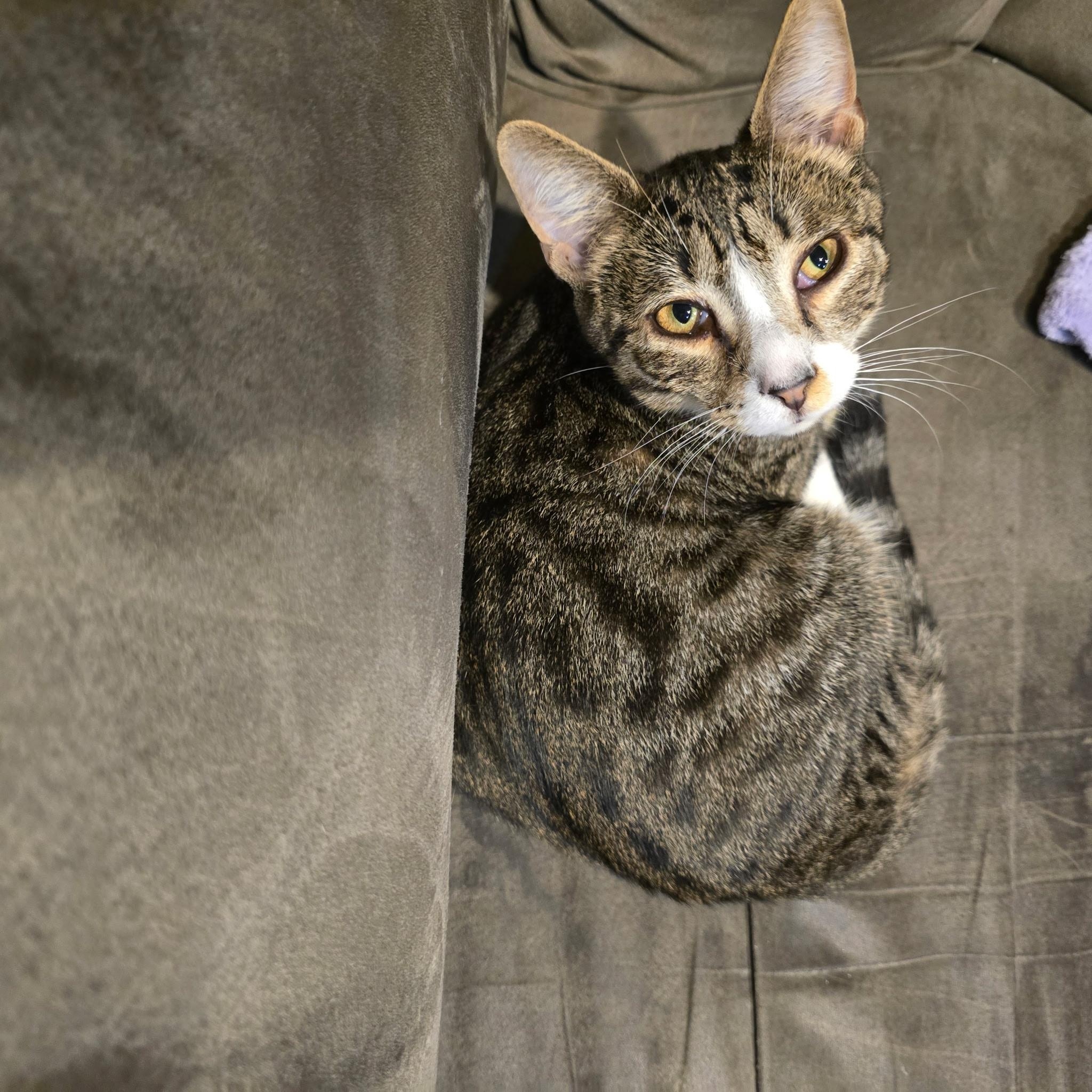 Enlarge MATEO, a Adoptable mixed breed in Staten Island, NY image 4/4