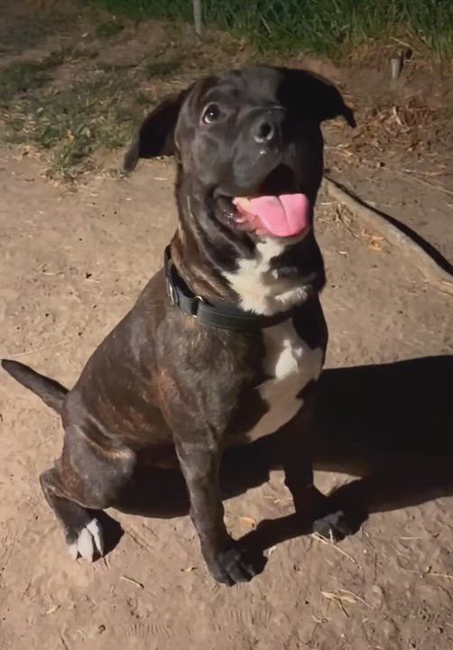 Enlarge Terry, a Adoptable mixed breed in Clive, IA video 4/4