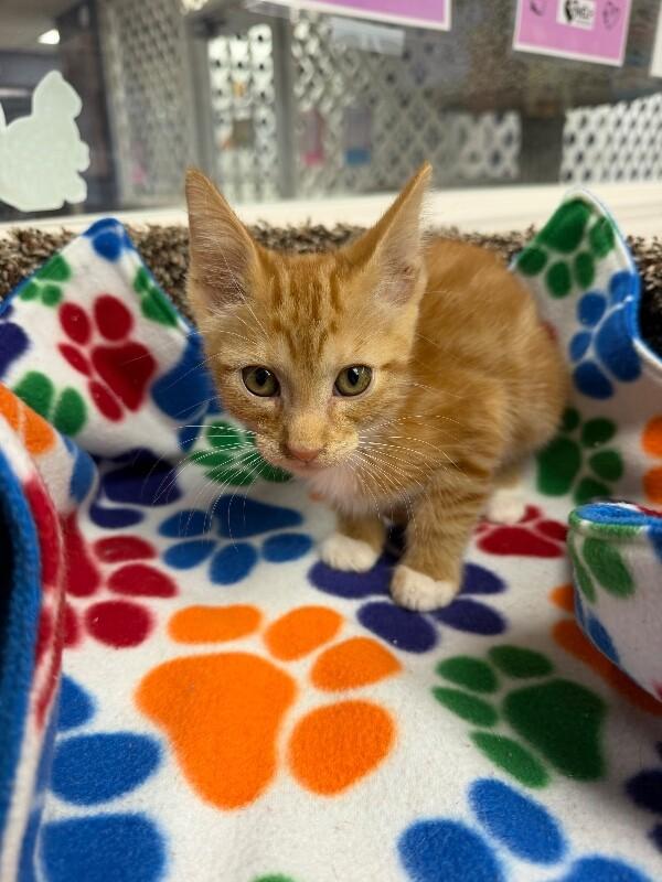 Enlarge Aslan, a Adoptable Domestic Short Hair in Belton, MO image 1/1