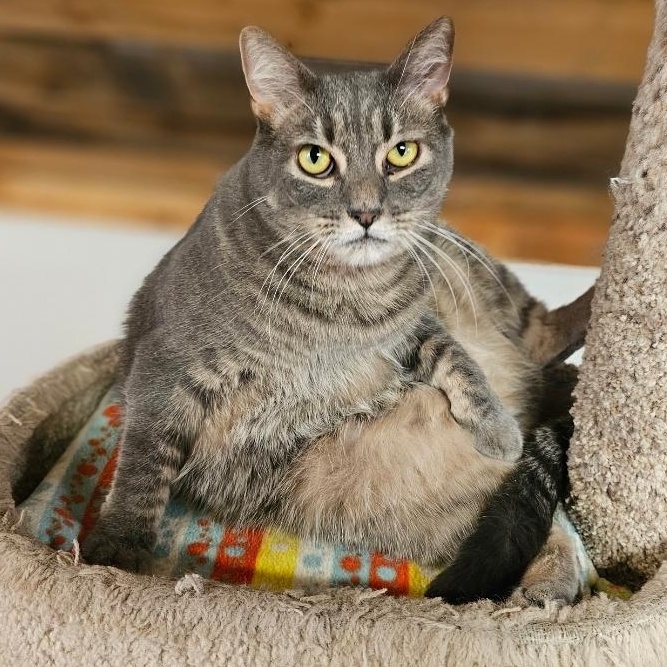 Enlarge Twister, a Adoptable Domestic Short Hair in Waynesville, NC image 2/2