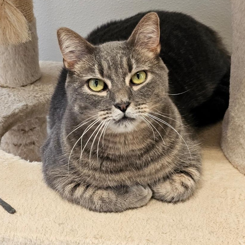 Twister, Adoptable, Adult Male Domestic Short Hair.
