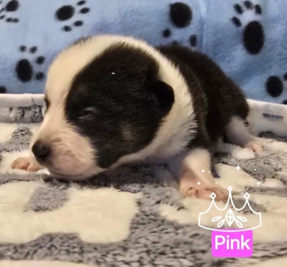Pink, Adoptable, Puppy Female Australian Shepherd & American Bully.