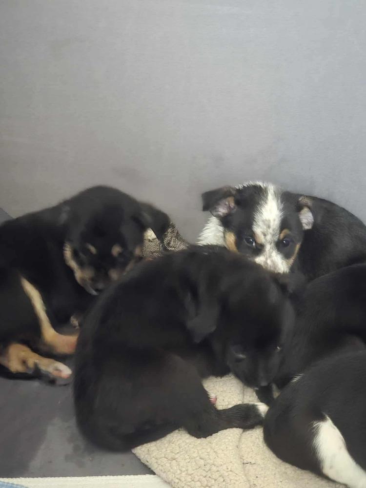 Enlarge Pink, a Adoptable mixed breed in Syracuse, NY image 2/6