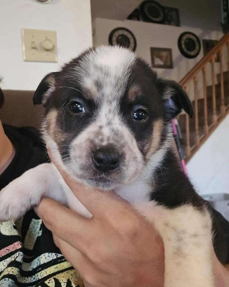 Enlarge Pink, a Adoptable mixed breed in Syracuse, NY image 3/6