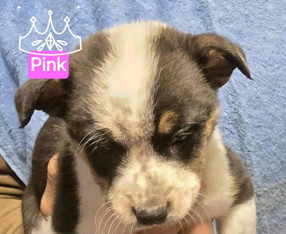 Enlarge Pink, a Adoptable mixed breed in Syracuse, NY image 4/6